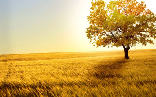 Lone tree golden grass sunset 2 - golden free wallpaper