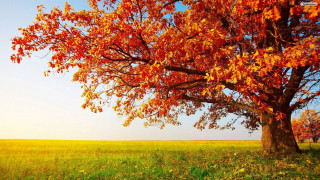 Red leaves tree grassy field 3 - grass and trees free wallpaper