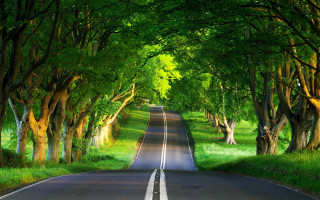 Road trees grass nature scenery - both side of the road free wallpaper