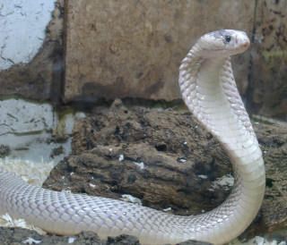White snake rock zoo cobra - a rock in a zoo enclosure free wallpaper for desktop