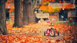 Red bicycle autumn leaves park - red leaf free wallpaper