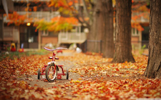 Red bicycle autumn leaves park 2 - red leaf free wallpaper