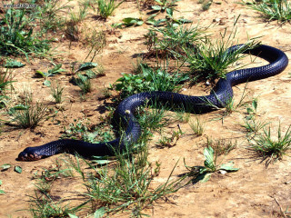 Blue snake curled grass cobra - an illustration of free wallpaper for desktop