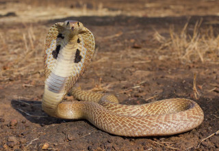 Snake laying ground head tongue - an illustration of free wallpaper for desktop