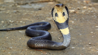 Snake yellow stripe black snake - real life skin free wallpaper