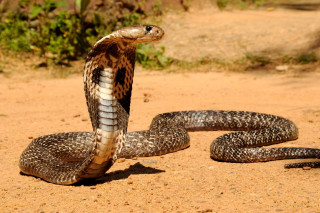 Snake laying ground tail curled - its tail free wallpaper