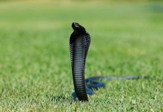 Black snake grass tongue out - an illustration of free wallpaper