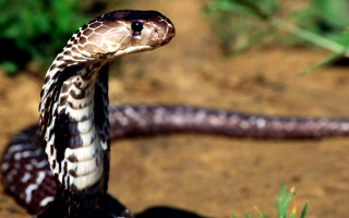 Snake striped cobra outdoors photorealistic - a dirt ground free wallpaper