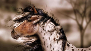 Horse long mane spotted coat - a long mane free wallpaper for desktop