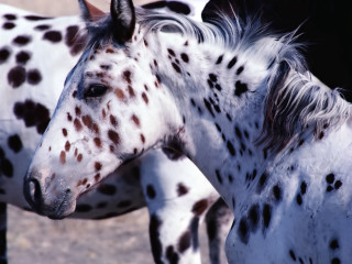 Spotted horse black spot white - pointillism free wallpaper for desktop