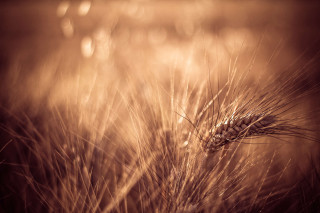 Wheat closeup grass field blurry - heavy grain free wallpaper