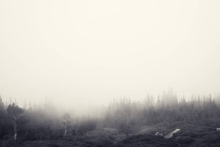 Foggy forest black white bench - volumetric fog free wallpaper