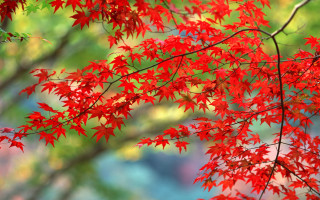 Red tree leaves foreground blurry - aimitsu free wallpaper for desktop
