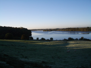 Lake forest field sheep sky - grassy free wallpaper for desktop