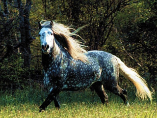 Horse long hair running field - majestic free wallpaper