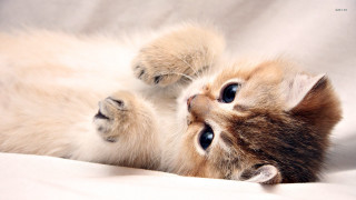 Kitten playing paw white sheet - its eye wide open free wallpaper
