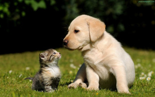 Puppy kitten sitting grass together 2 - the others face free wallpaper