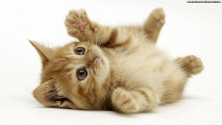 Kitten rolling back paws up 2 - paw free wallpaper