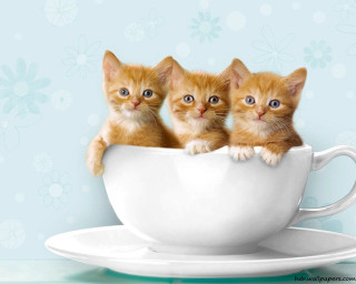 Three kittens white cup blue - free cats wallpaper