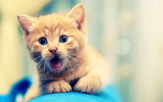 Kitten yawning blue cushion small - shock art free wallpaper