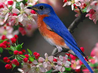 Blue bird sitting branch tree 9 - bird free wallpaper for desktop