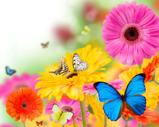Flowers butterfly white background green - rich vivid color free wallpaper