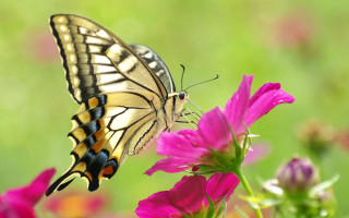 Butterfly flower field blur grass - nature free wallpaper