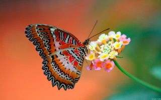 Butterfly sitting flower blurry background 2 - a blurry background of flowers free wallpaper