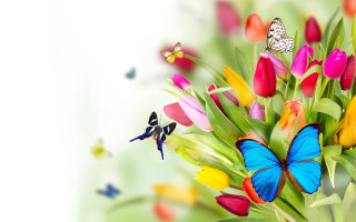 Tulips bouquet butterfly flying white - vivid free wallpaper for desktop