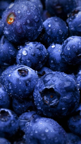Blueberries closeup water droplets fresh - berry free wallpaper for mobile