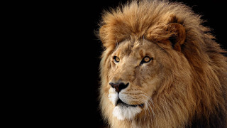 Lion long mane black background 4 - a long mane free wallpaper