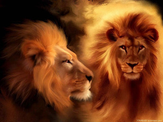 Lions facing dark yellow black - two lion free wallpaper