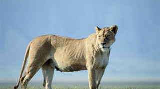 Large lion grassy field blue - a grassy field free wallpaper for desktop
