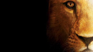 Lion closeup black background light - a light shining free wallpaper for desktop