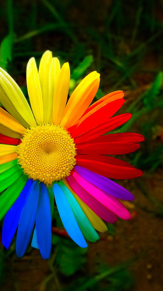Colorful flower yellow center green - free flowers wallpaper for mobile