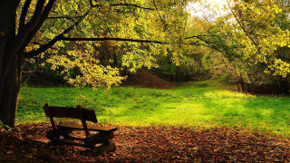 Autumn grassy park bench trees - a grassy area free wallpaper