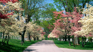 Road trees white fence picket - free spring wallpaper