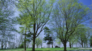 Park trees tent blue sky - andy goldsworthy free wallpaper