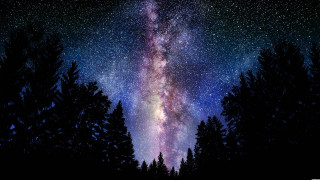 Night sky stars trees foreground 4 - star and trees free wallpaper