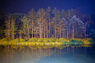 Night forest lake trees sky - a lake and trees free wallpaper