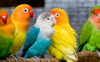 Colorful birds sitting branch caged - a caged area free wallpaper