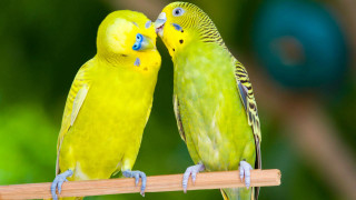 Two yellow parakeets kissing on 2 - green leaf free wallpaper for desktop