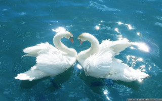 Two white swans lake neck - their neck free wallpaper for desktop