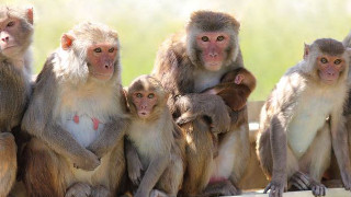 Monkeys sitting on a ledge - free animals wallpaper