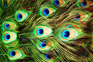 Peacock feathers closeup colors spread - david imms free wallpaper