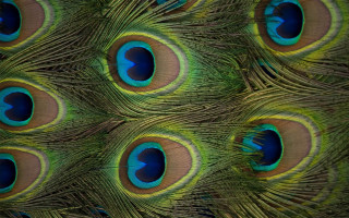 Peacock feathers closeup blue green 3 - visible free wallpaper