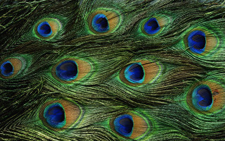 Peacock feathers closeup colors spread 2 - its feather free wallpaper