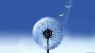 Dandelion blowing wind blue sky 8 - single free wallpaper for desktop