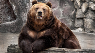 Brown bear sitting log zoo - a brown bear free wallpaper