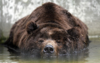 Bear laying water looking distance - tranquil free wallpaper